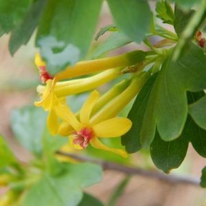 Ribes odoratum – Ribes aureum of gardens – Golden Currant – Buffalo Currant – Clove Currant – Flowering Currant – Currant – get a quote