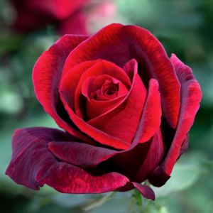 Rosa ‘Papa Meilland’ – Rose ‘Papa Meilland’ get a quote