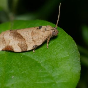 Oblique Banded Leafroller  – Choristoneura rosaceana get a quote