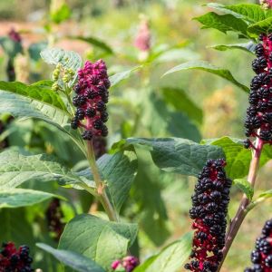 Phytolacca americana – Phytolacca decandra – Pigeon Berry – Red Ink Plant – Poke – Pokeweed – Pokeberry – get a quote