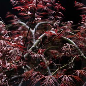 Acer palmatum var. dissectum ‘Crimson Queen’ – Crimson Queens Japanese Maple – Maple get a quote