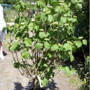 Viburnum dilataumeur ‘Morris’ – Viburnum – Vernon Morris linden viburnum – get a quote