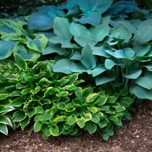 Buy Hosta Plants