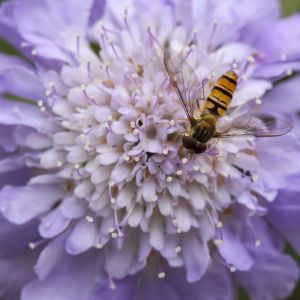Scabiosa ‘Butterfly Blue’ – Pincushion flower – get a quote