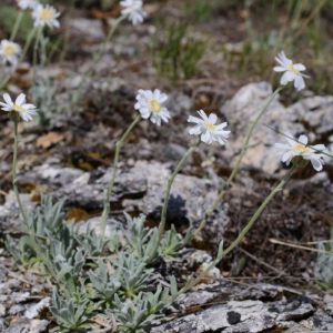 Achillea ageratifolia – Yarrow – get a quote