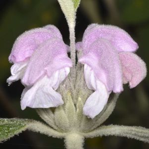 Phlomis purpurea – get a quote