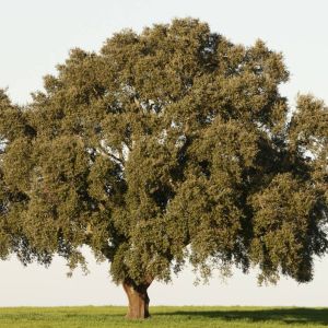 Quercus suber – Cork Oak – Oak – get a quote