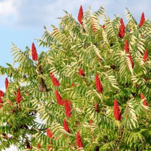 Rhus typhina ‘Dissecta’ – Rhus typhina ‘Laciniata’ of – Rhus hirta – Staghorn Sumac – Velvet Sumac – Toxicodendron – Sumac – get a quote