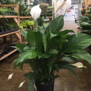 Spathiphyllum – Medium –  Peace lily get a quote