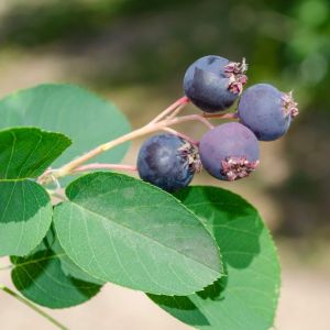 Vaccinium corymbosum ‘Blueray’ – Highbush blueberry – Swamp blueberry  – Blueberry – Cranberry – Huckleberry – get a quote