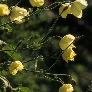 Meconopsis regia get a quote