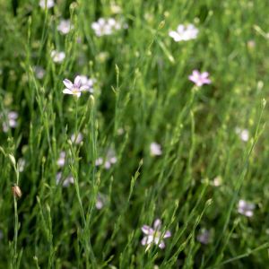 Petrorhagia saxifraga – Tunica saxifraga – Tunis Flower – get a quote