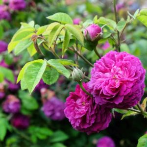 Rosa ‘Reine des Violettes’ – Rose ‘Queen of Violets’ – get a quote