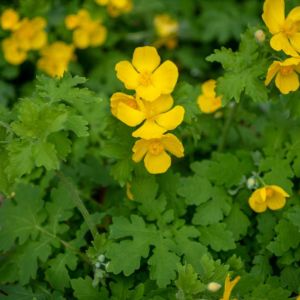 Stylophorum diphyllum – Celandine Poppy – Flamming Poppy – get a quote