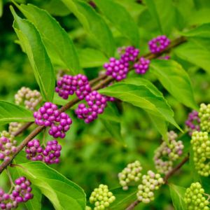 Callicarpa dicotoma ‘Purple Beautyberry’ – Beautyberry – ‘ get a quote