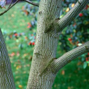 Acer davidii ‘Madeline Spitta’ – Father David’s Maple – pere David Maple – Maple get a quote