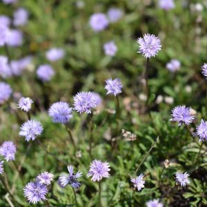 Globularia meridionalis – Globularia bellidifolia – Globularia cordifolia subsp. bellidifolia – Globularia cordifolia subsp. meridionalis – Globularia pygmaea – get a quote