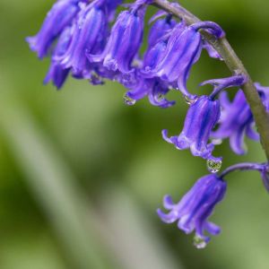 Hyacinthoides nonscripta – Endymion non-scriptus – Scilla non-scripta – Scilla nutans – English Bluebell — Endymion – Bluebell get a quote