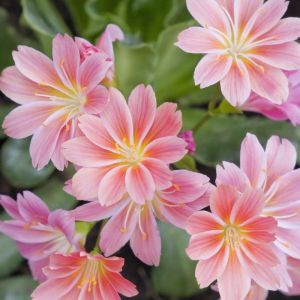 Lewisia cotyledon – Bitter Root – get a quote