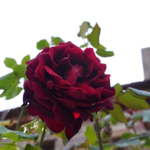 Rosa ‘Climbing Crimson Glory’ – Rose ‘Climbing Crimson Glory’ get a quote