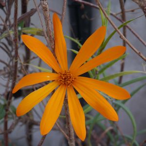 Mutisia decurrens – Climbing Gazania – get a quote