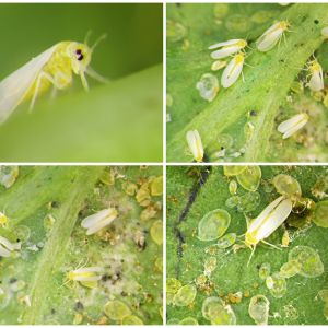 Silverleaf Whitefly – Bemisia tabaci get a quote