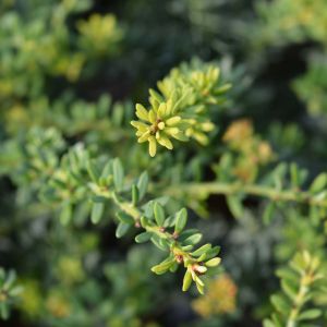 Podocarpus alpinus – Tasmanian Podocarp – Plum Pine – get a quote