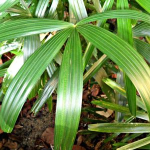 Rhapis excelsa ‘Zuikonishiki’ – Rhapis flabelliformis ‘Zuikonishiki’ – Miniature Fan Palm – Lady Palm – Lady Palm – get a quote