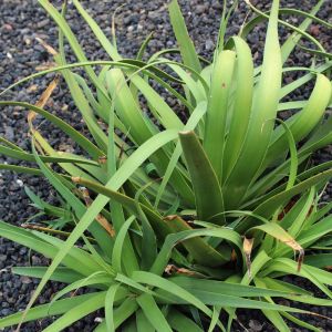 Agave bracteosa – Squid Agave – get a quote