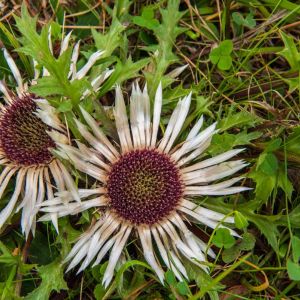 Carlina acaulis – Stemless Carline Thistle – Carline Thistle – get a quote