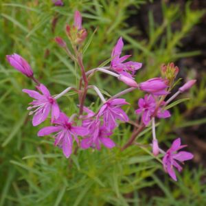 Epilobium dodonaei – Chamaenerion – Willow Herb – get a quote