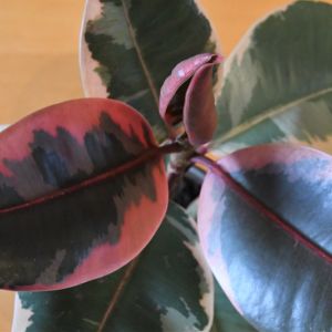 Ficus Rubber Ruby get a quote