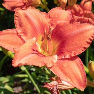 Hemerocallis ‘Red Rum’ – Daylily ‘Red Rum’ get a quote