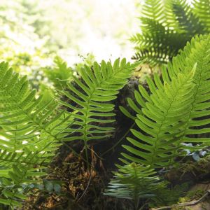 Polypodium virginianum – American Wall Fern – Rockcap Fern – Virginia Polypody – California Polypody – Polypody – get a quote