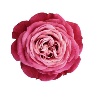 Rosa ‘Louis Jolliet’ – Rose ‘Louis Jolliet’ get a quote