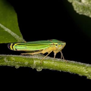 Blue-green Sharpshooter – Graphocepahla atropunctata get a quote