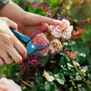 How to care for roses get a quote