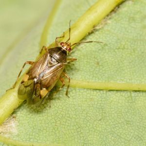 Sycamore Plant Bug – Plagiognathus albatus get a quote