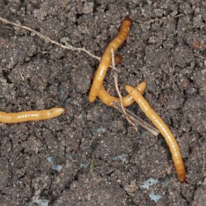 WireWorms get a quote