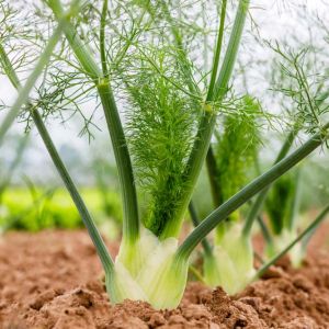 green leaf fennel – fennel – Foeniculum vulgare – herb get a quote