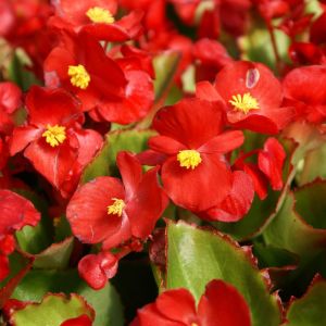 Begonia – get a quote