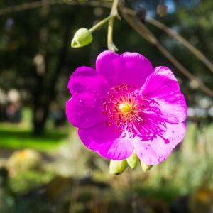 Calandrinia spectabilis – Rock Purslane – get a quote