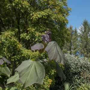 Catalpa x erubescens ‘Purpurea’ – Catalpa bignonioides ‘Purpurea’ – Indian Bean Tree – get a quote