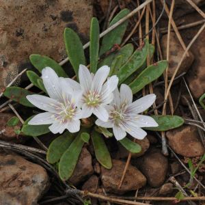 Lewisia brachycalyx – Bitter Root – get a quote