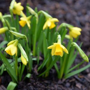 Narcissus ‘Viking’ – Daffodil ‘Viking’ – Bulbs get a quote