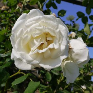 Rosa ‘Paul’s Lemon Pillar’ – Rose ‘Paul’s Lemon Pillar’ – get a quote