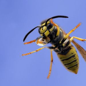 German Yellowjacket – Vespula germanica get a quote