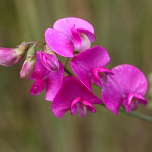 Lathyrus sylvestris – Perennial Pea get a quote