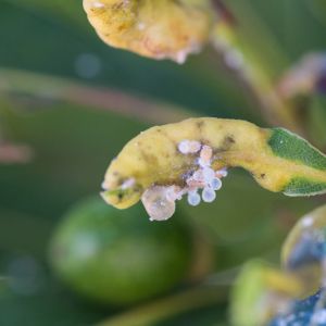 Laurel Psyllid – Trioza alacris get a quote