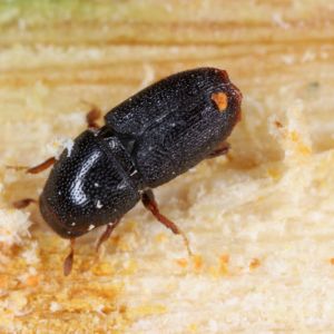 Shothole Borer – Scolytus rugulosus get a quote